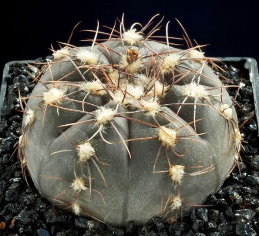 Gymnocalycium_taningaense_1